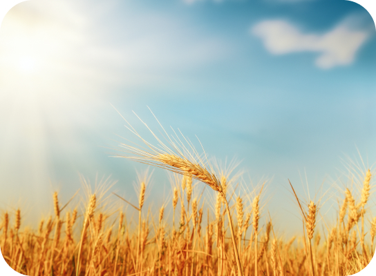 국내산 검정보리